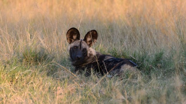 Vor der abendlichen Jagd: Afrikanischer Wildhund