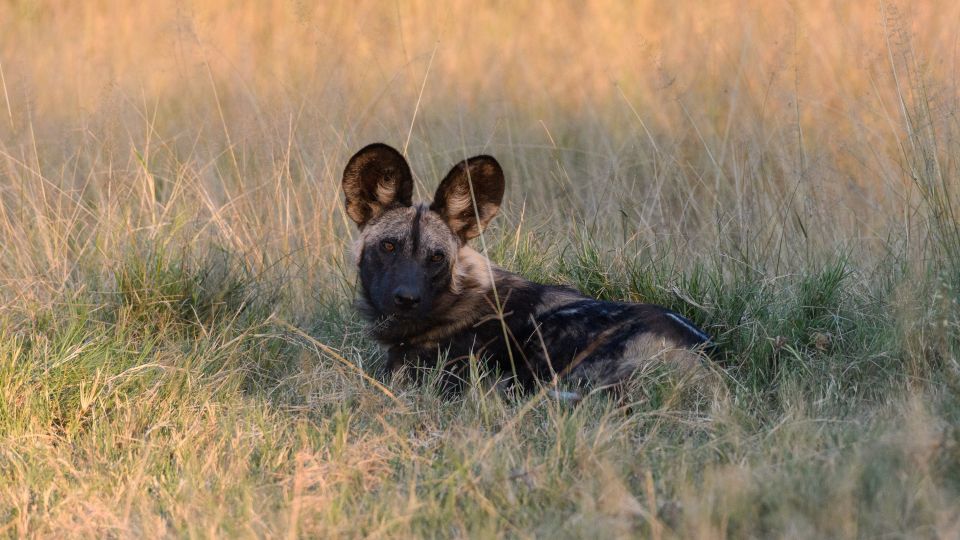 Vor der abendlichen Jagd: Afrikanischer Wildhund, Moremi