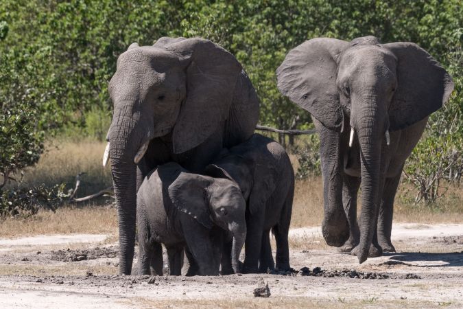 Mmh, Mineralien! Elefantenfamilie bei der Nährstoffaufnahme an einem Schlammloch © Diamir