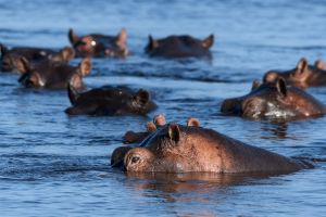 Flusspferde beäugen das Safariboot