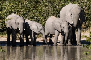 Familienausflug zum Wasserfassen: Elefanten beim Trinken