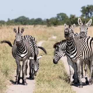 Zebras als Straßensperre: tierische Begegnung in der Nähe der Mababe-Senke