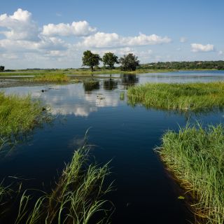 Land unter: typische Szene am Chobe-Fluss