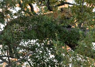 Exklusiver Ruheplatz: Leopardin gut getarnt im Baum