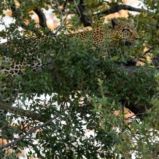 Exklusiver Ruheplatz: Leopardin gut getarnt im Baum