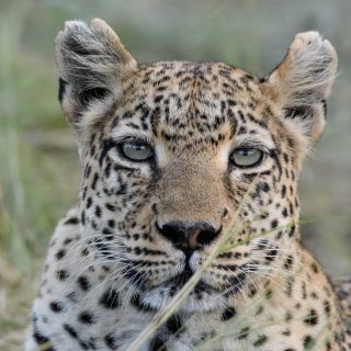 Aufmerksame Leopardin