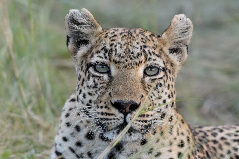 Aufmerksame Leopardin