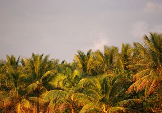 Palmwipfel in der Abendsonne