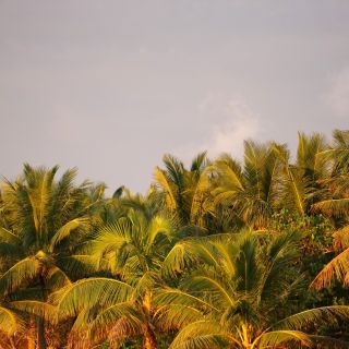 Palmwipfel in der Abendsonne