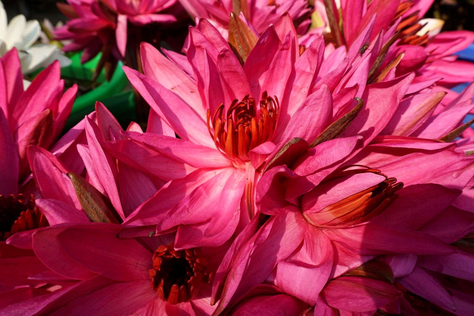 Blühender Lotus