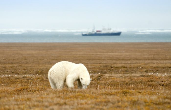 Eisbären sieht man häufig auf Wrangel Island © Diamir