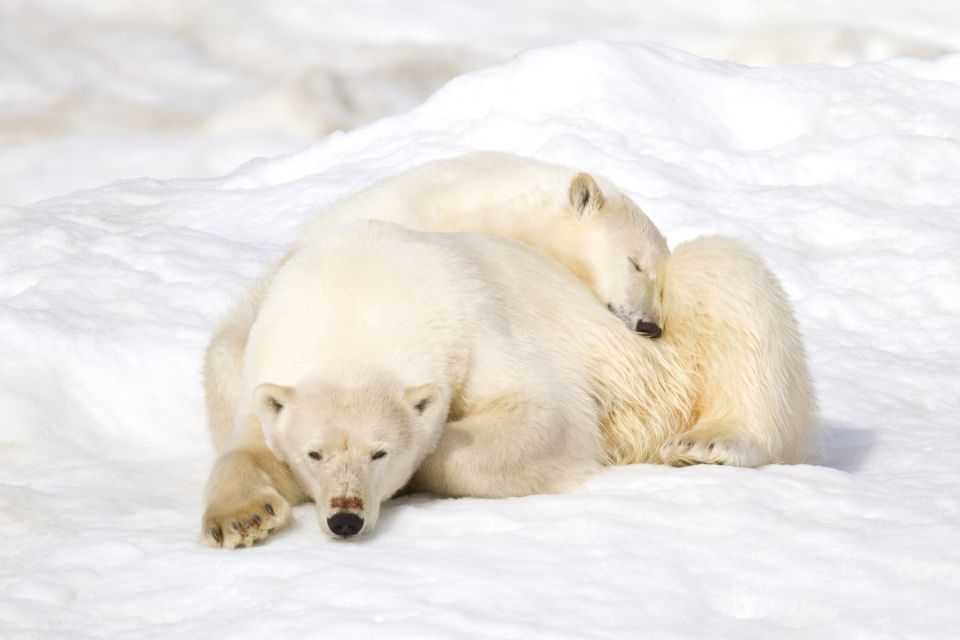 Seltener Anblick – zwei Eisbären ganz kuschelig