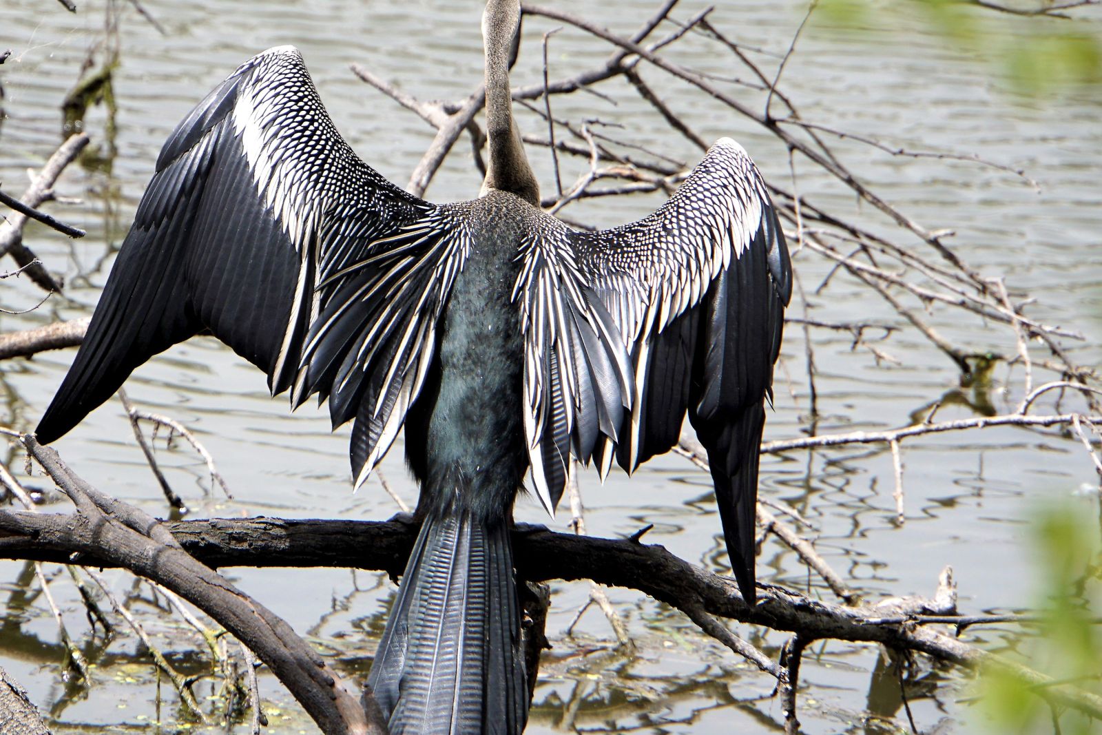 Bharatpur Keoladeo Ghana Nationalpark Vogelschutzgebiet