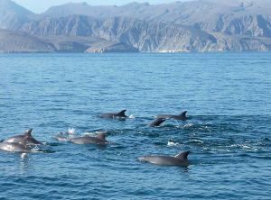 Delfine vor der Küste von Musandam