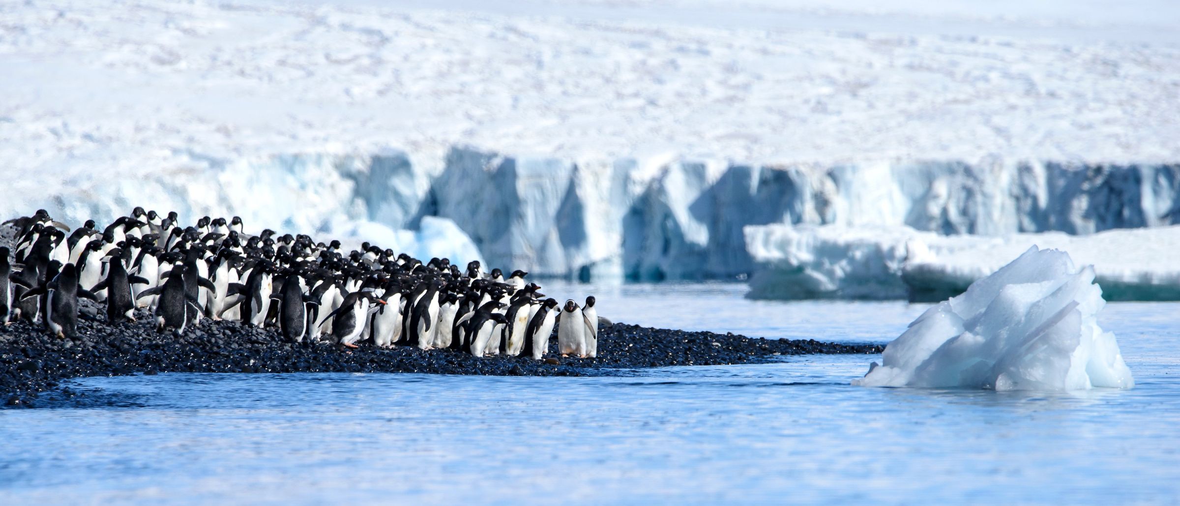 Pinguine, Brown Bluff, Antarktische Halbinsel
