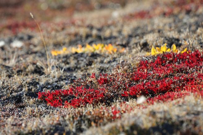 Herbstfarben in der Tundra Grönlands