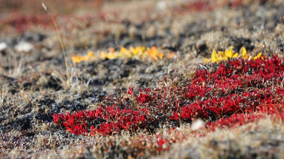 Herbstfarben in der Tundra Grönlands