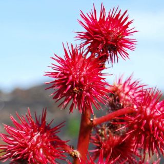 Blütenpracht auf den Kapverden