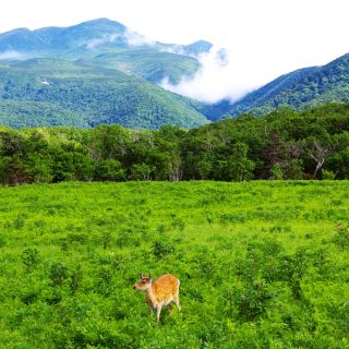 traumhafte Landschaft auf Hokkaido