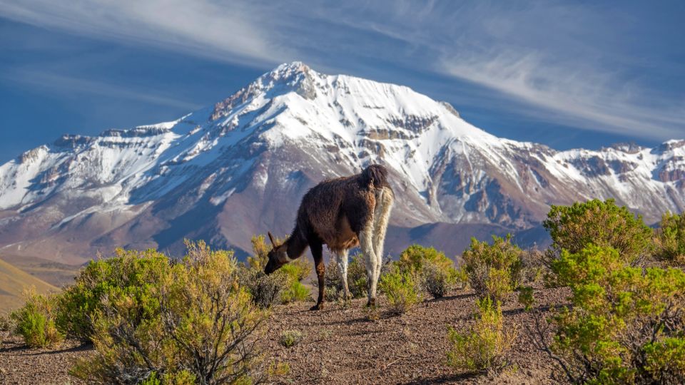 Grasendes Lama vor herrlicher Bergkulisse