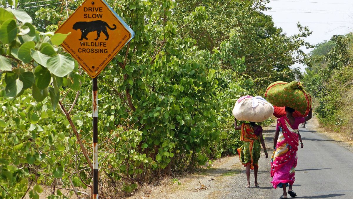 Straßenszene im Tigergebiet in Indien