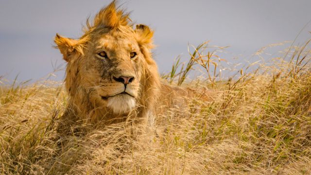 Ein junger Löwe in der Masai Mara