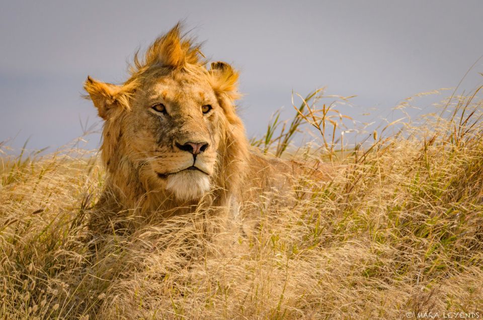 Junges Löwenmännchen in der Masai Mara