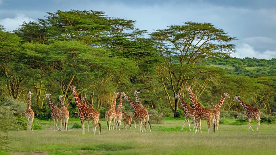 Giraffen im Solio-Reservat
