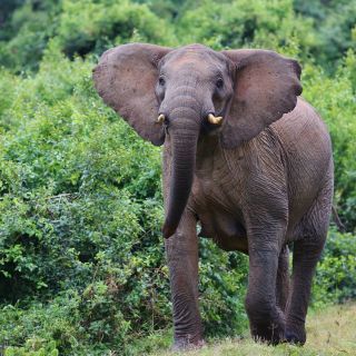 Waldelefanten im dichten Busch des Aberdare NP