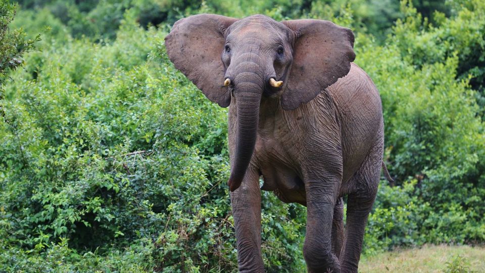 Waldelefanten im dichten Busch des Aberdare NP