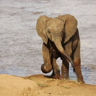 Babyelefant beim Baden