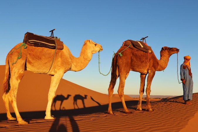 Kamele in der Wüste © Diamir