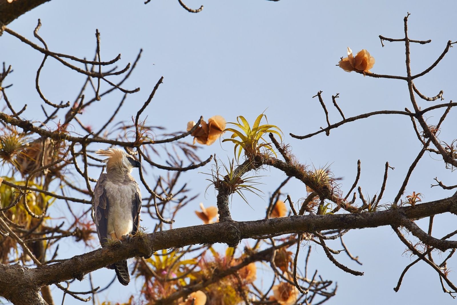 Junge Harpyie – Nationalvogel Panamas