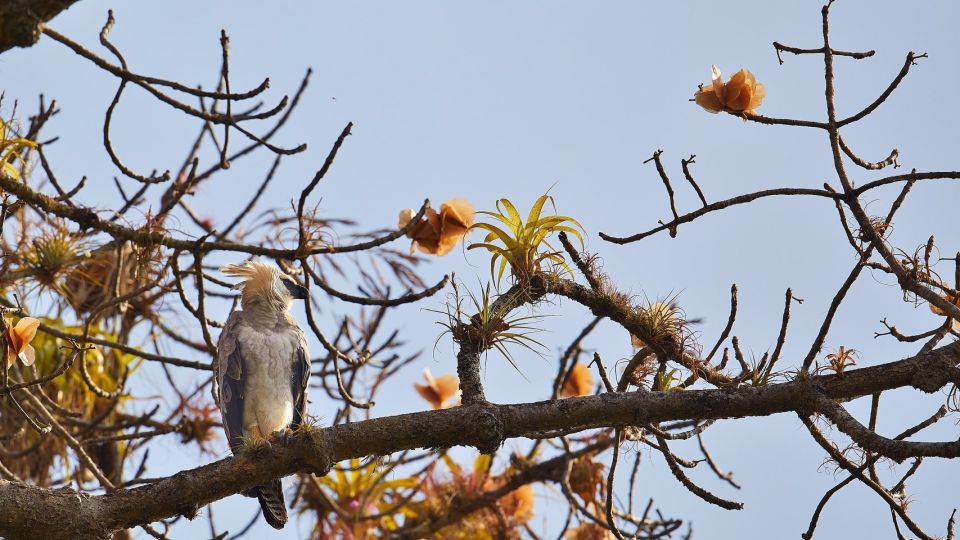 Junge Harpyie - Nationalvogel Panamas