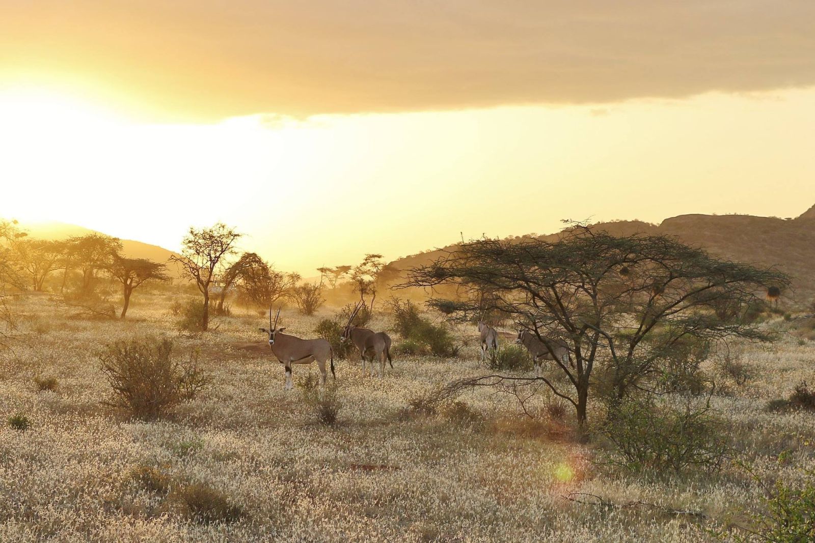 Oryx, Samburu Game Reserve