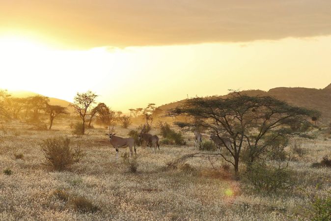 Oryx, Samburu Game Reserve © Diamir