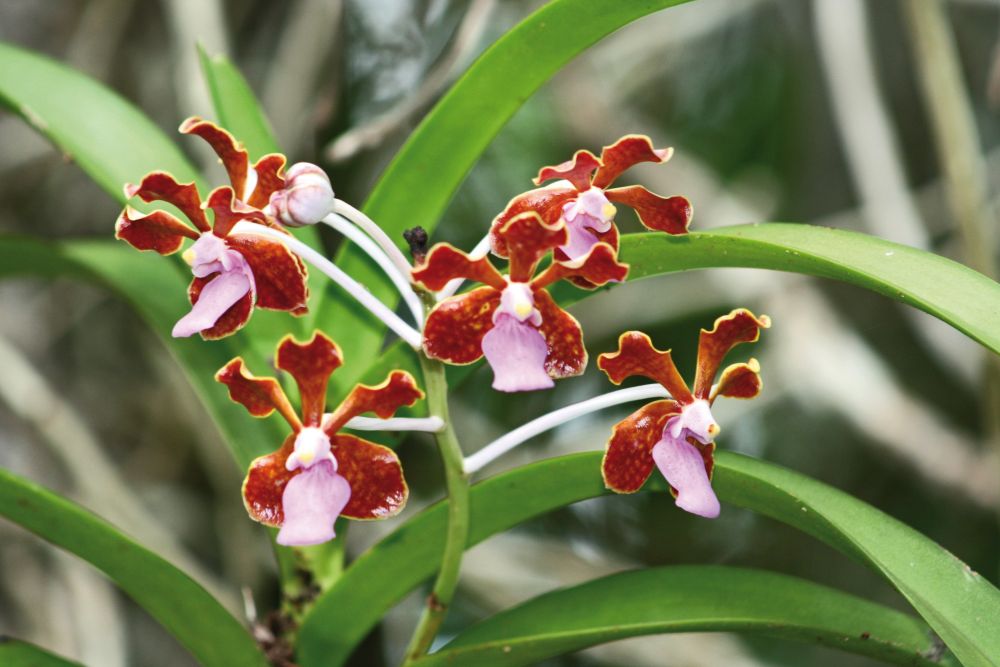 Orchidee auf Komodo