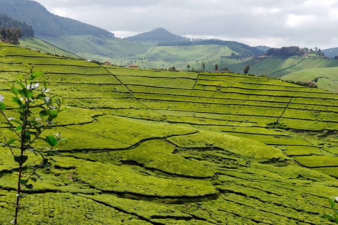 Teeplantage in Ruanda © Diamir