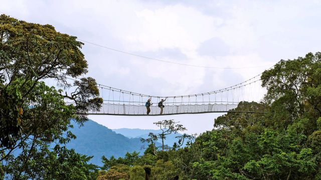 Die Canopy Hängebrücke im Nyungwe Forest