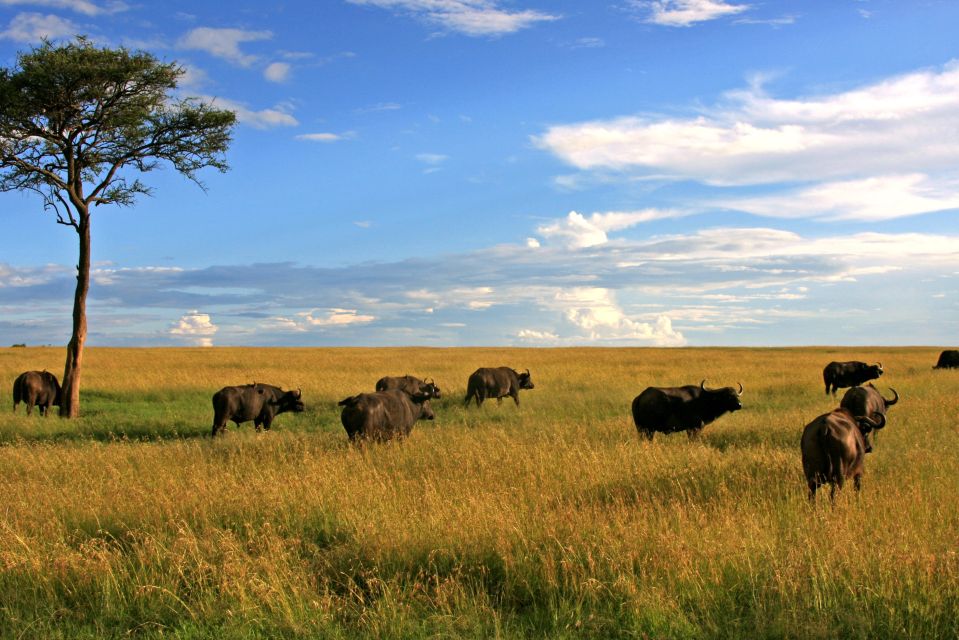 Büffel in der Masai Mara