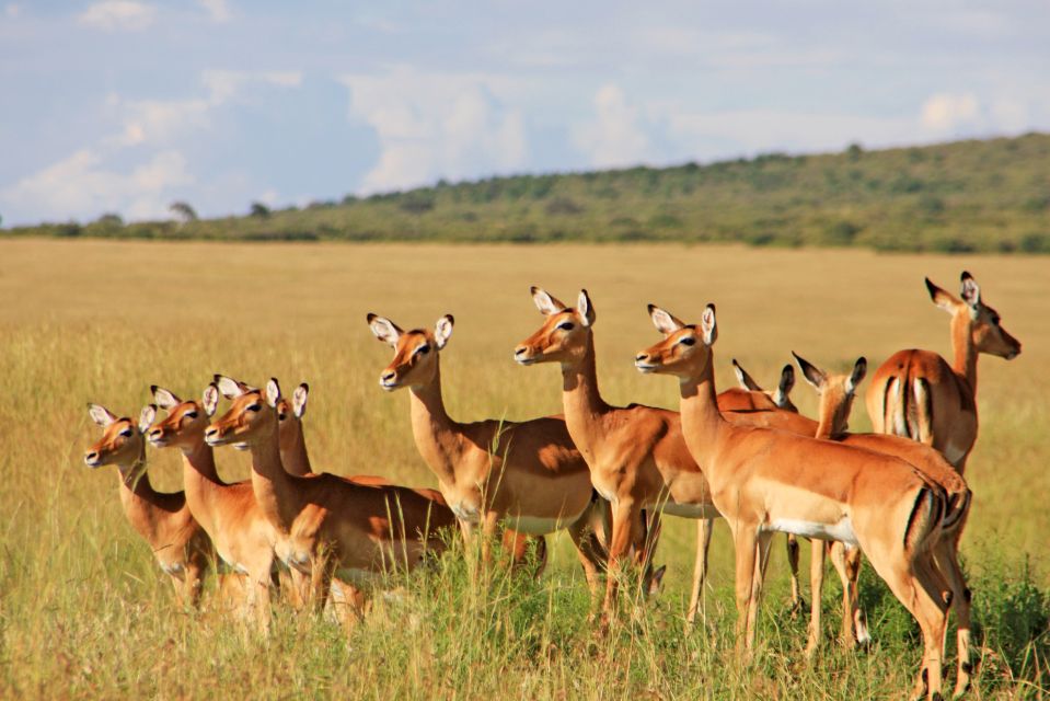 Impalaweibchen in der Masai Mara