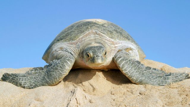 Schildkröte am Turtle Beach