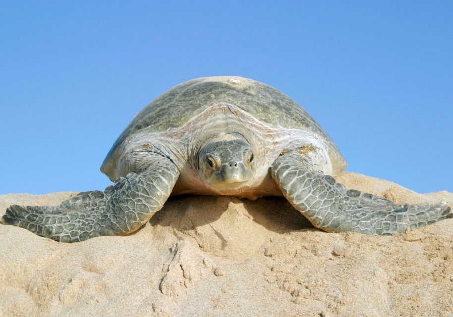 Schildkröte am Turtle Beach