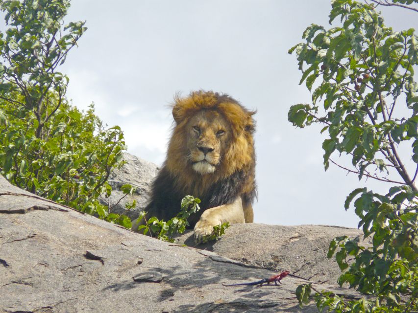 Der König der Tiere – Löwe in der Serengeti