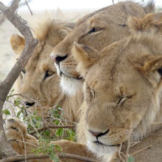 Ruhende Löwen in der Serengeti