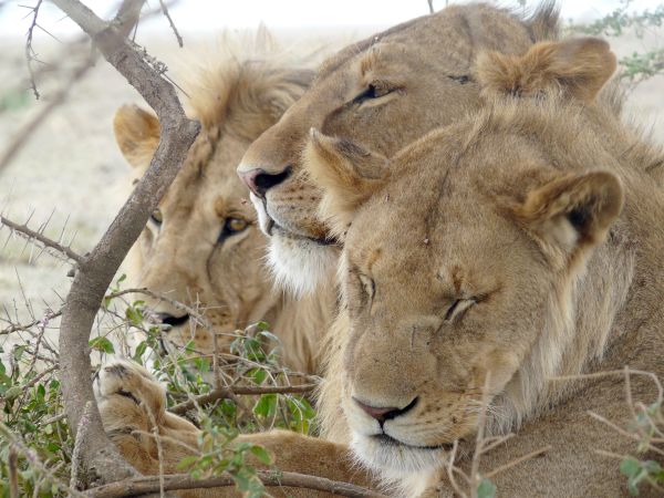 Ruhende Löwen in der Serengeti © Diamir