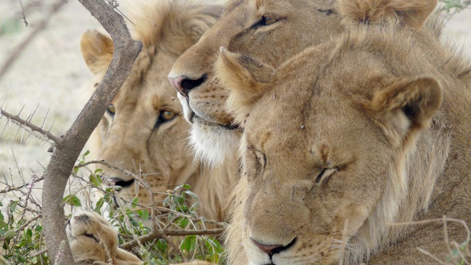Ruhende Löwen in der Serengeti