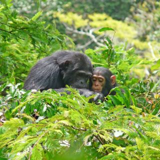 Schimpansen im Gombe-Forest-Nationalpark