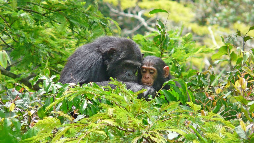 Schimpansen Tracking