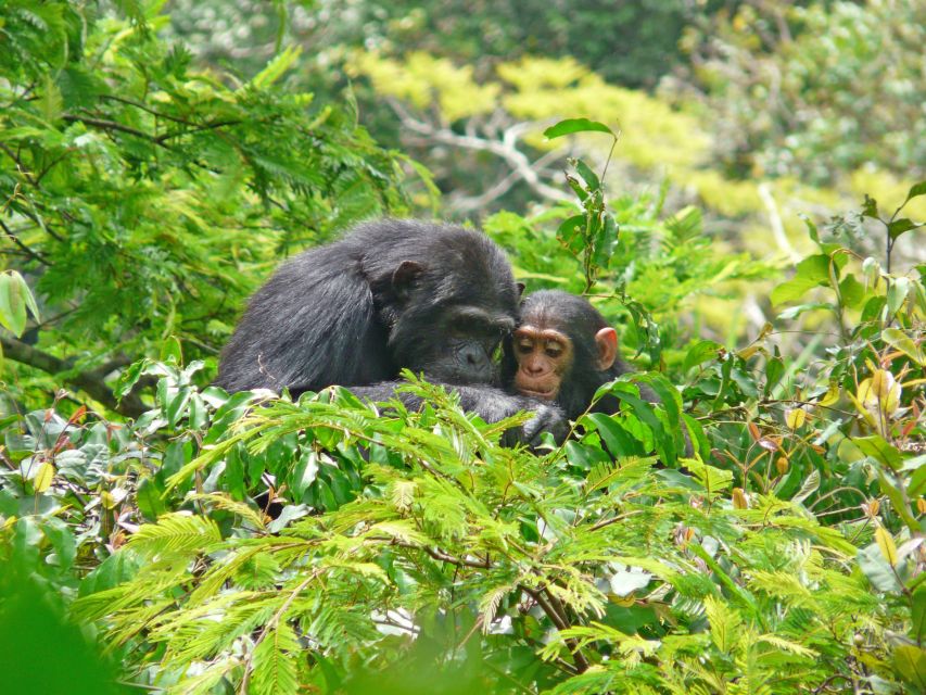 Schimpansen im Gombe-Forest-Nationalpark